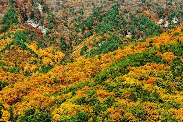 Autumn forest on mountain — Stock Photo, Image
