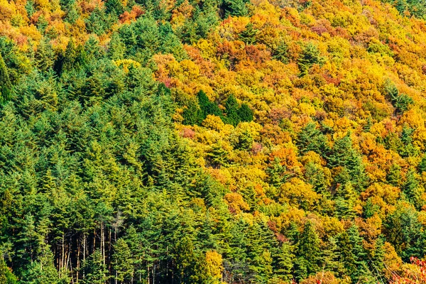 Bosque de otoño en la montaña —  Fotos de Stock