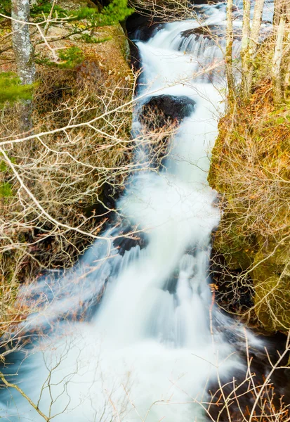 Річка в лісі — стокове фото