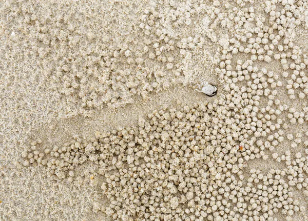 Kleine witte krab verplaatsen zand ballen — Stockfoto