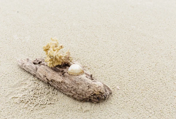 Madera a la deriva y coral en la playa —  Fotos de Stock