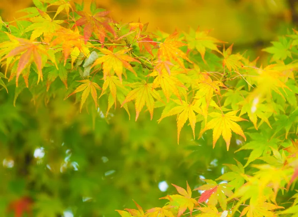 Árbol de arce — Foto de Stock