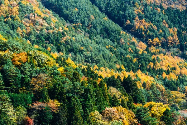 Осенний лес на горе — стоковое фото