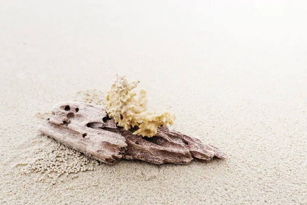 Driftwood and coral on beach — Stock Photo, Image