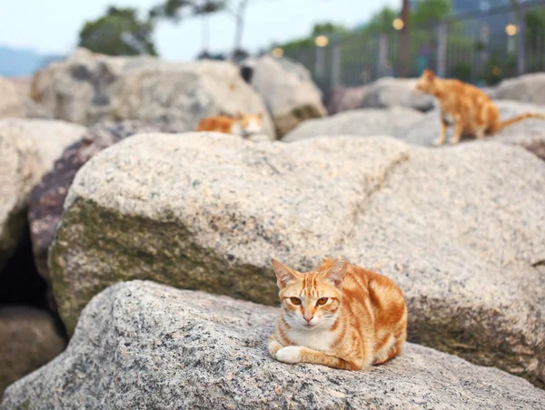 Sokak kedisi taşa yalan — Stok fotoğraf