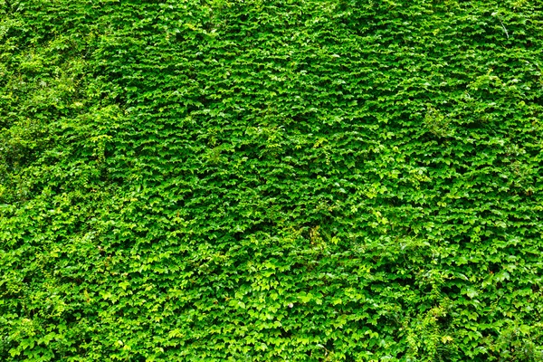 緑の植物の壁 — ストック写真