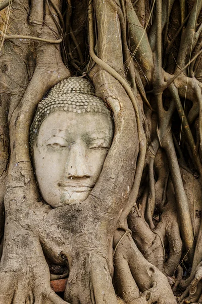Tête de Bouddha dans un arbre banyan — Photo