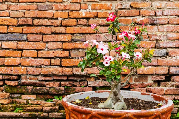 Pink flower against the ancient brick wall — Stock Photo, Image