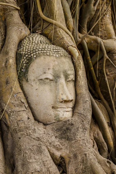 Testa di Buddha nel vecchio albero — Foto Stock