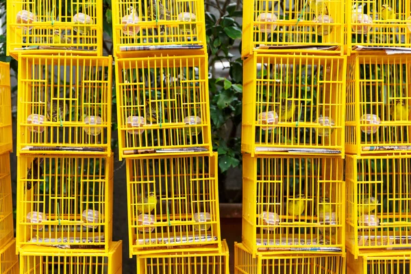 Mercado de aves em Hong Kong — Fotografia de Stock