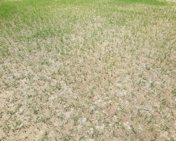 Dried lawn — Stock Photo, Image