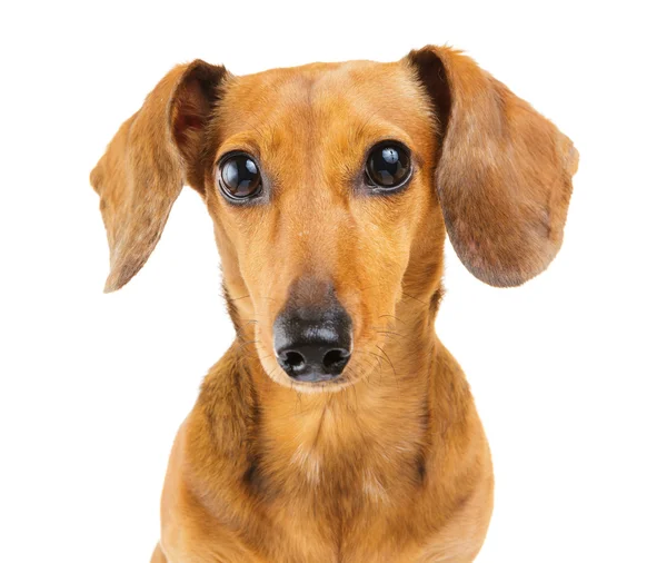 Dachshund Köpek — Stok fotoğraf