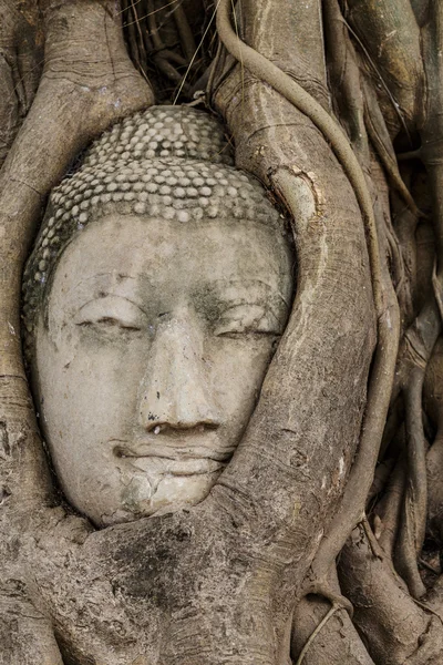 Будда голова в старом дереве — стоковое фото