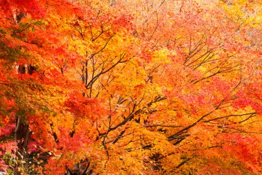 sonbahar maple orman