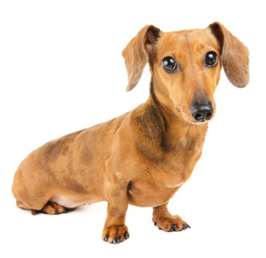 Dachshund Köpek