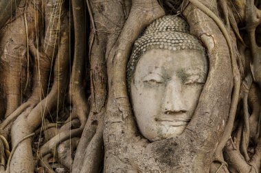 Buda'nın kafasından banyan ağacı