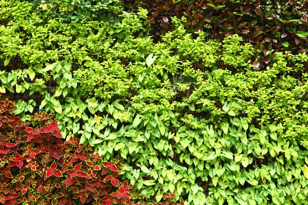 Parede de planta verde — Fotografia de Stock