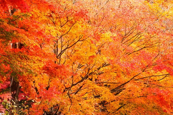 Autumn maple forest — Stock Photo, Image