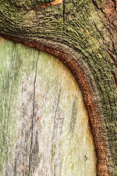 Tree root texture — Stock Photo, Image