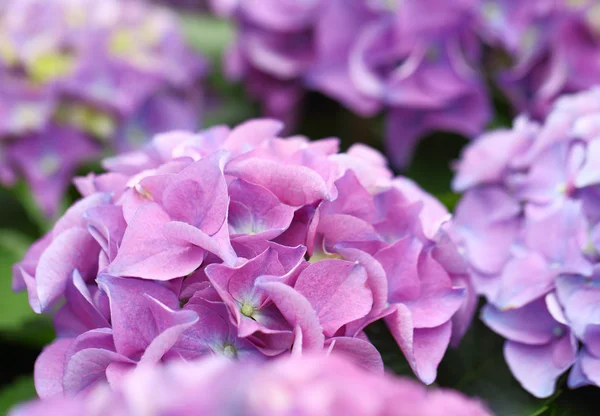 Flor de hortensia púrpura — Foto de Stock