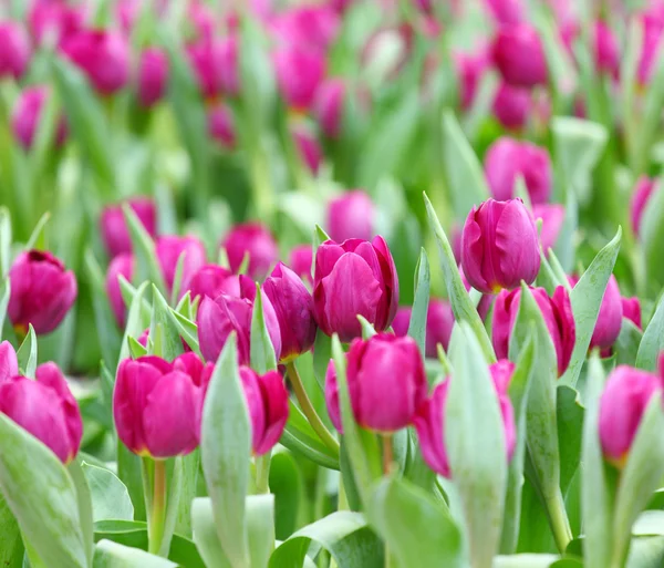 紫のチューリップの花のフィールド — ストック写真