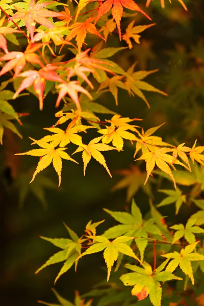 Foglie d'acero autunnale — Foto Stock