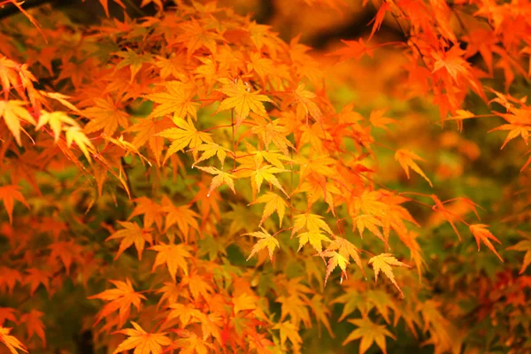 Otoño de arce hojas de fondo —  Fotos de Stock