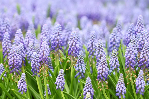 Púrpura muscari botryoides — Fotografia de Stock