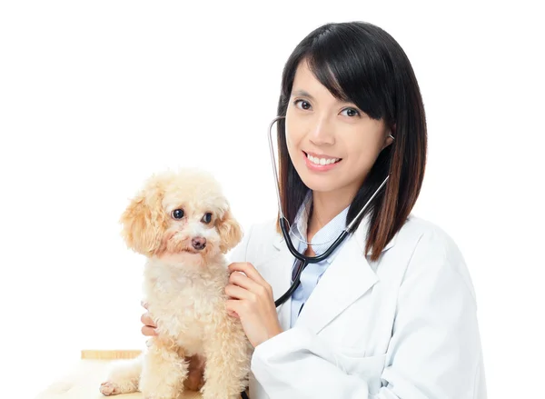 Азіатські жінки Ветеринарний лікар — стокове фото
