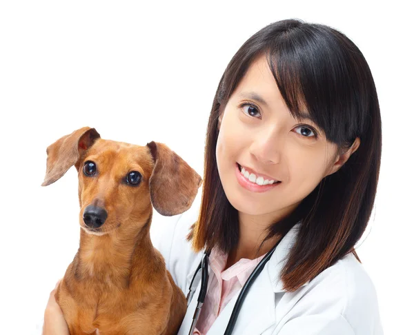 ダックスフント犬の獣医 — ストック写真