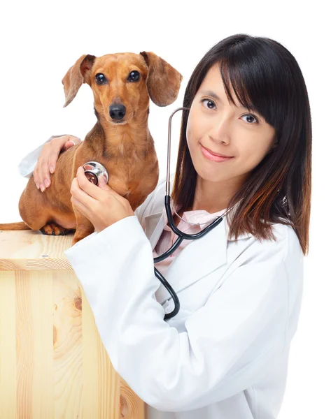 ダックスフント犬を持つ女性獣医 — ストック写真