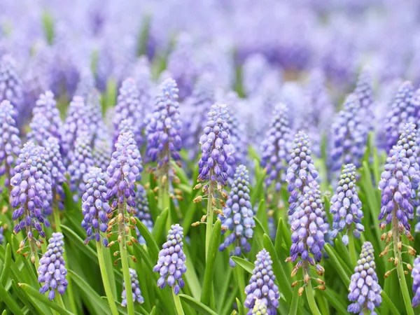 Púrpura muscari botryoides — Fotografia de Stock