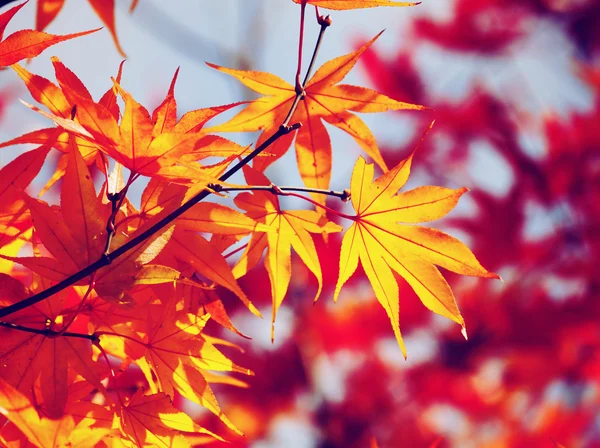 Arce de otoño — Foto de Stock