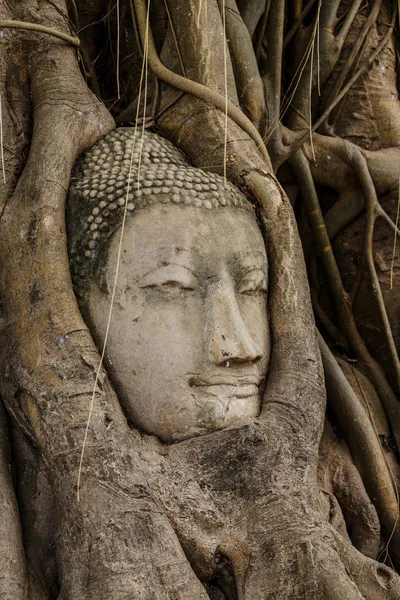 Cabeça de Buda na árvore velha — Fotografia de Stock