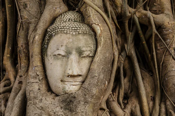 Tête de Bouddha dans un arbre banyan — Photo