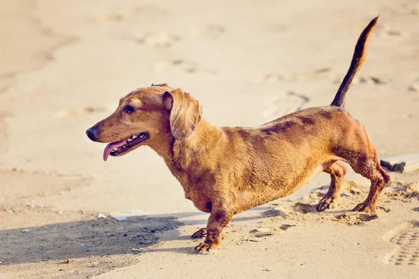 ビーチのダックスフント犬 — ストック写真