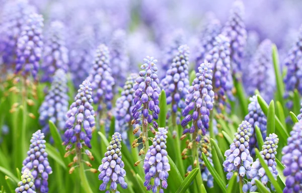 Púrpura muscari botryoides — Fotografia de Stock