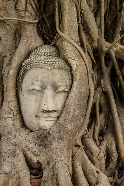 Tête de Bouddha dans vieil arbre — Photo