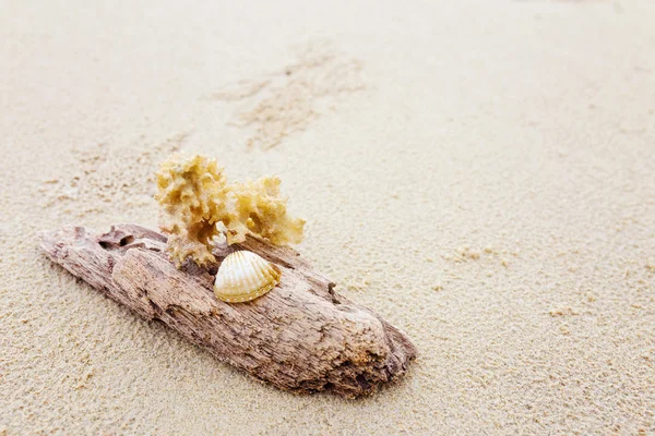 Driftwood and coral on beach — Stock Photo, Image