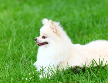 çimlerde oturan beyaz Pomeranya köpeği