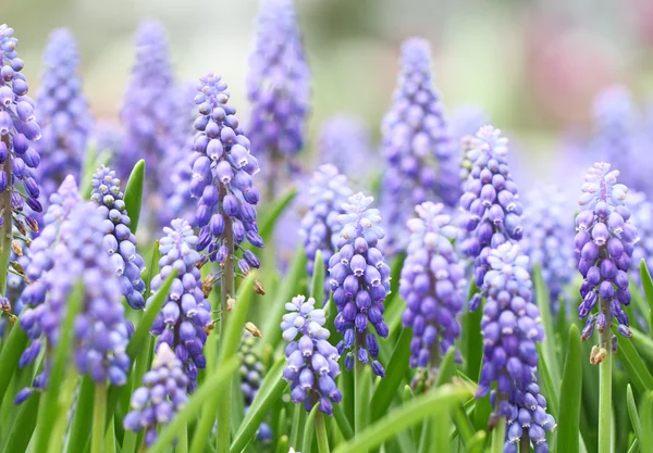 Purple muscari botryoides — Stock Photo, Image