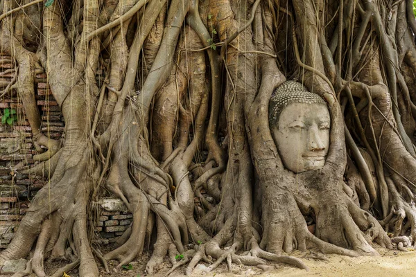 Cabeza de buda en árbol viejo — Foto de Stock