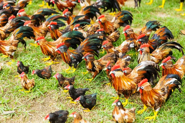 Gruppe von Spielzeughenne auf dem Gras — Stockfoto