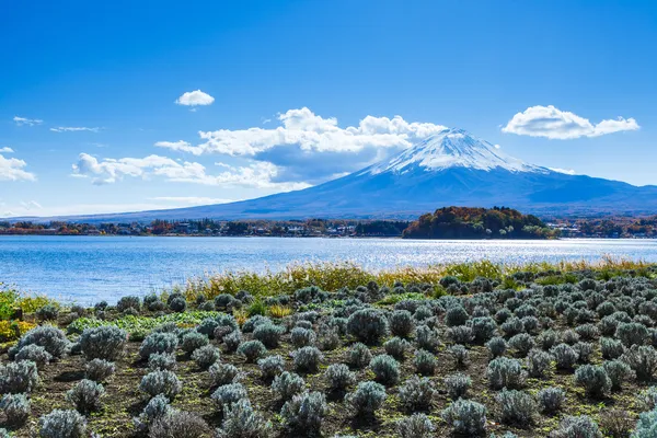 Montanha Fuji e campo — Fotografia de Stock