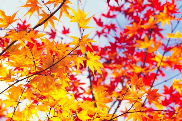 Color changing maple leave in autumn — Stock Photo, Image