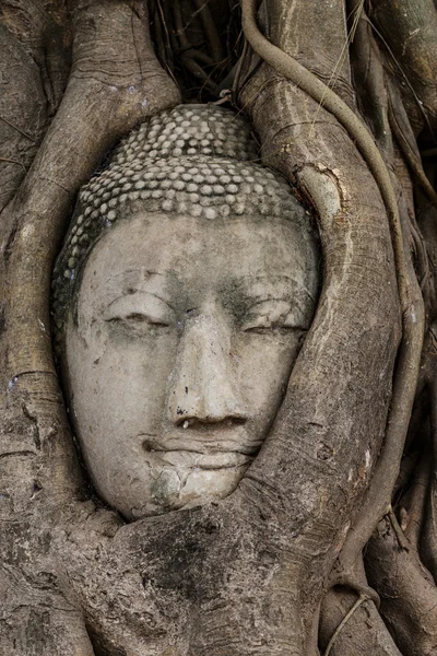 Buddha head in tree — Stock Photo, Image