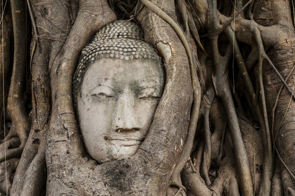 Buddha head in banyan tree