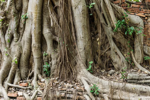 Ancient tree roots — Stock Photo, Image