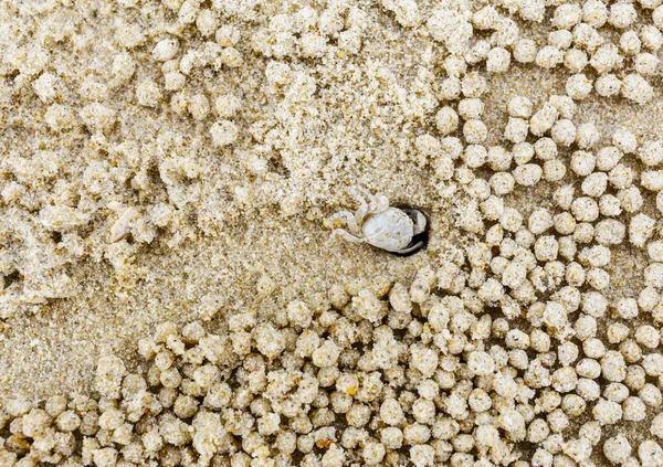 Liten vit krabba flytta sand bollar — Stockfoto