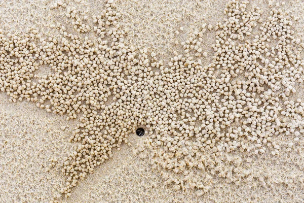 Naturen livsmiljöen av små vita krabba — Stockfoto